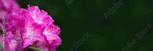 Frühlingsbanner - rhododendron blüte mit textfreiraum