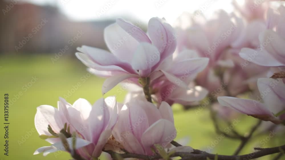 magnolia tree in bloom magnolia tree in bloom
