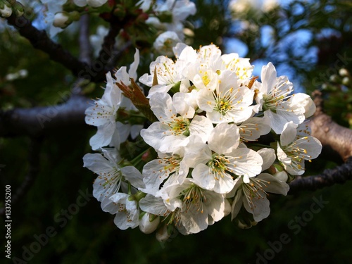 Beautiful flower of the cherry blossom blooming