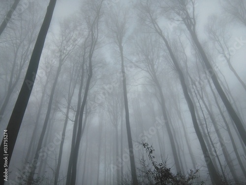 trees in the foggy forest in Slovakia