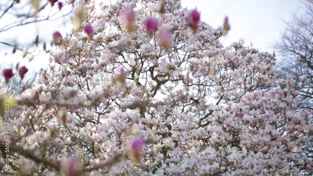 very beautiful magnolia canopy covered in flowers very beautiful magnolia canopy covered in flowers