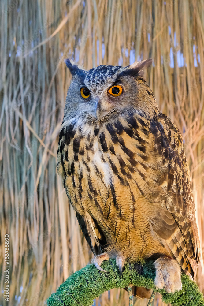 Obraz premium Beautiful Owl in event hall at Thailand