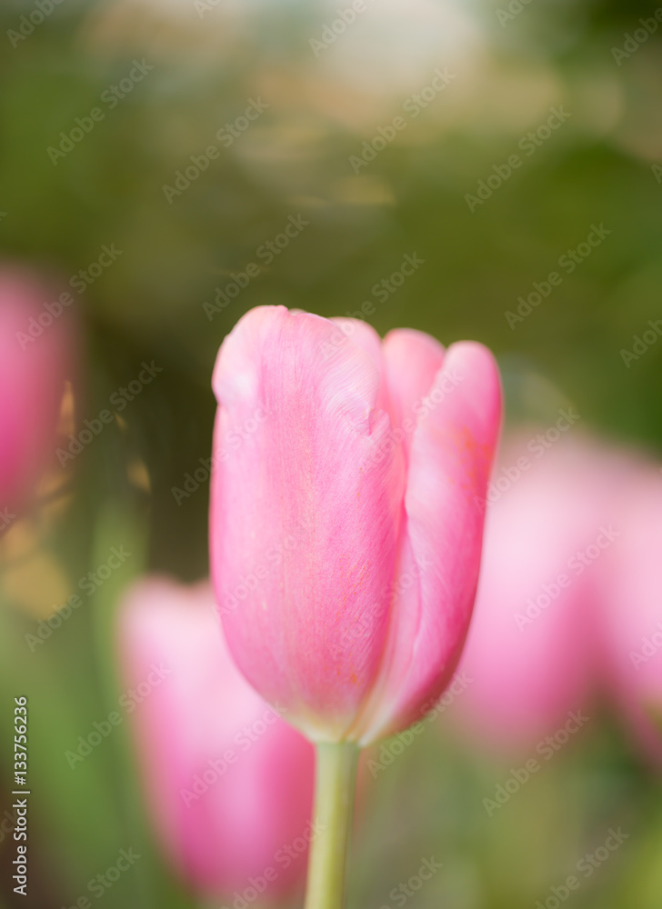 Pink tulips in garden