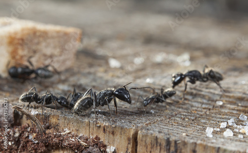 big forest ants on old wood and sugar © vadim_fl