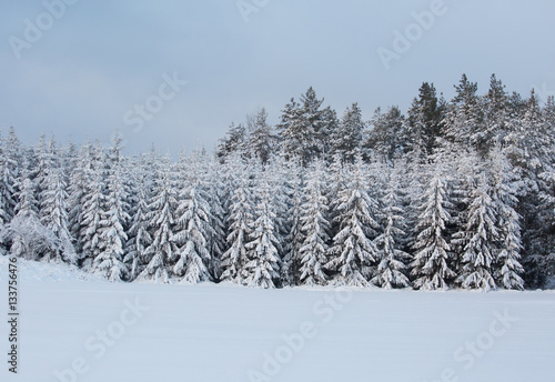 Planted trees in winter landscape.