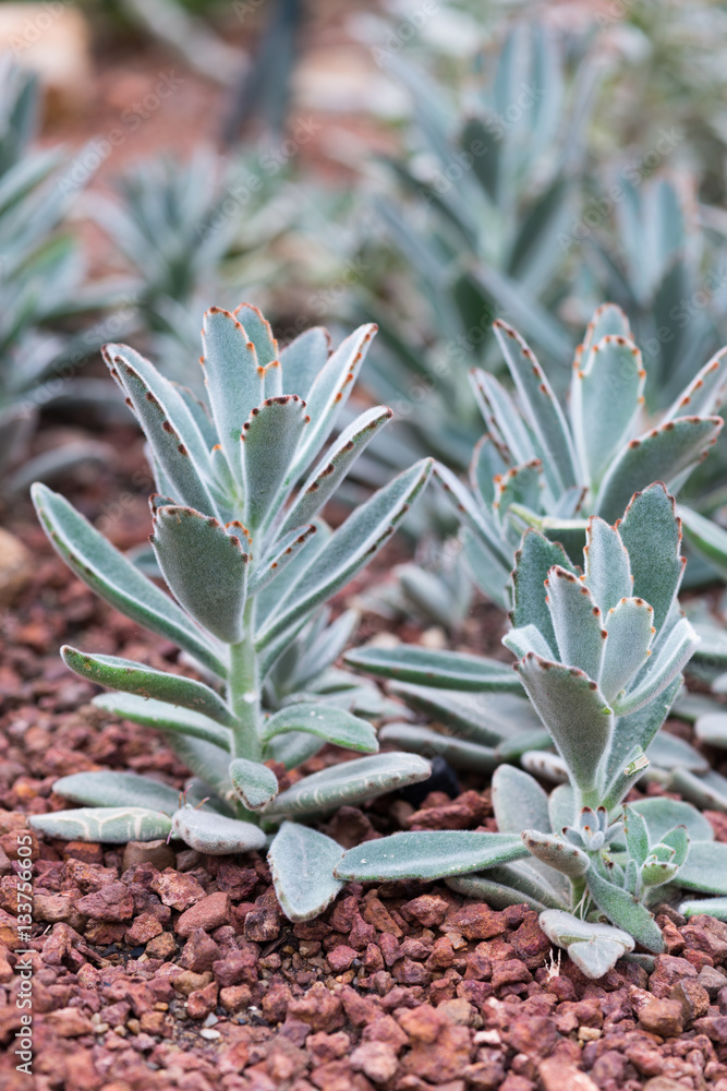 Cactus succulents in a planter Cactus succulents in a planter
