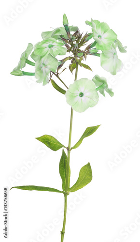 green phlox flowers isolated on white