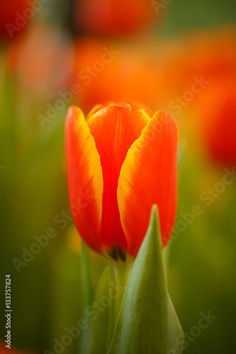 Orange tulips in the garden.