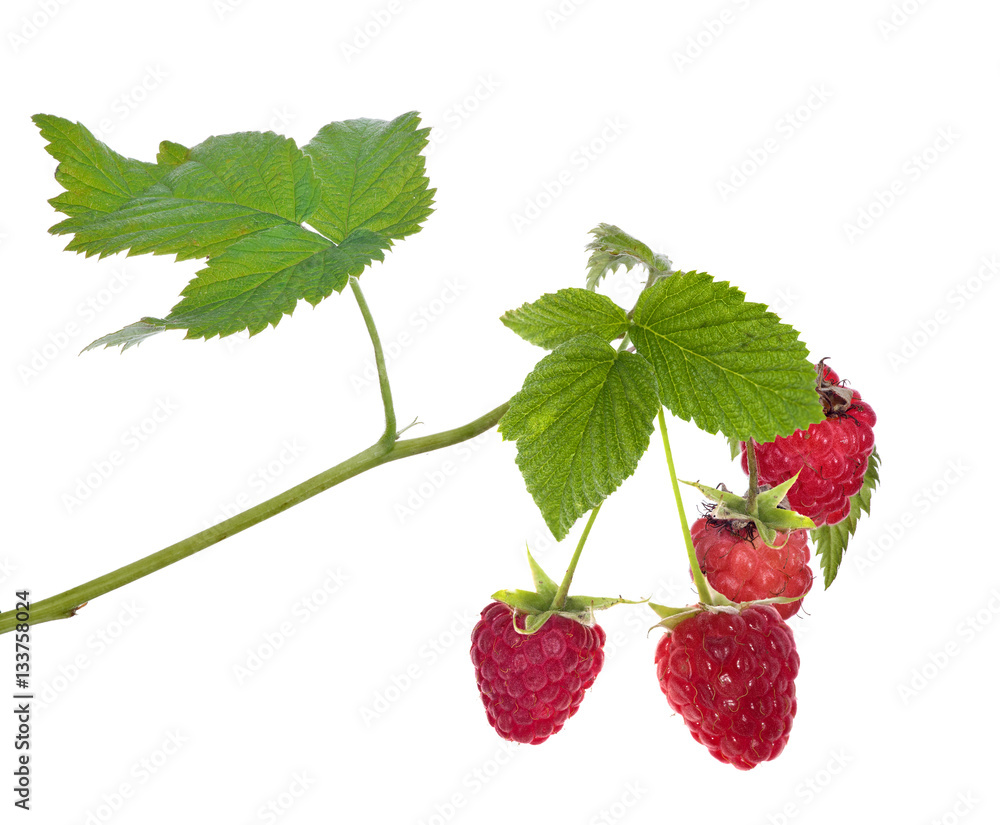 four raspberries with green leaves four raspberries with green leaves