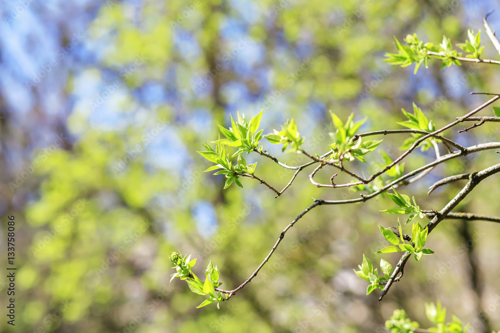 Spring background with fresh green leaves in sunny day. Macro shot. Spring background with fresh green leaves in sunny day. Macro shot.