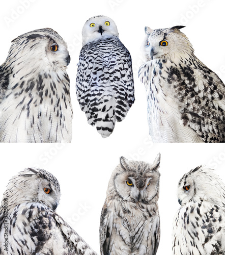 six isolated white owls