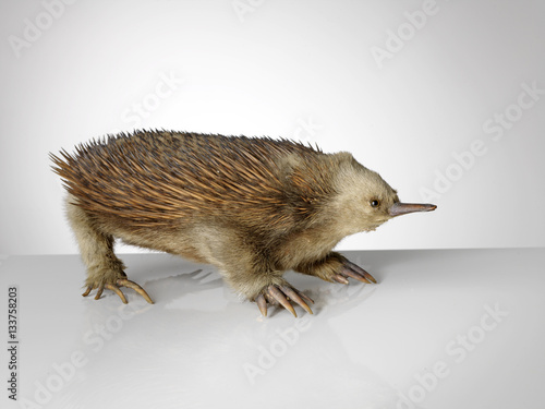 Quadro em tela Taxidermy echidna on grey background