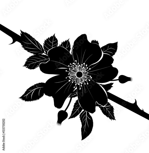 dogrose rose. Decorative briar wild rose flower in blossom isolated on white background. 