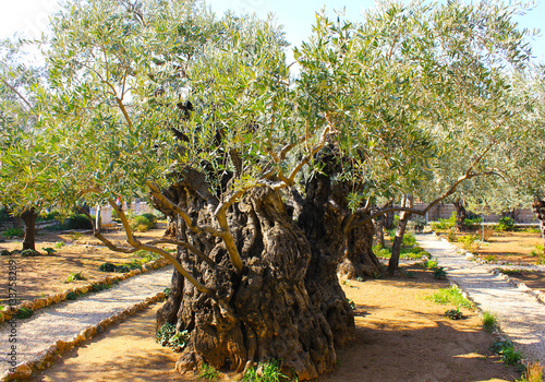 Olive tree, Mount of Olives, Jerusalem, Israel