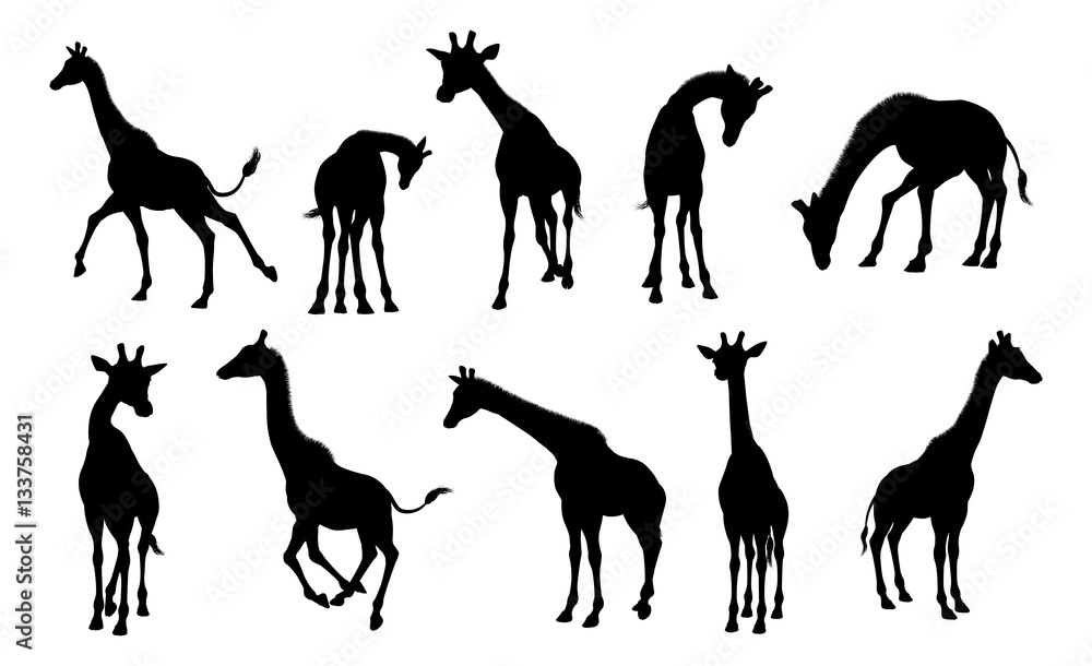Obraz premium Sylwetki Zwierząt żyrafa