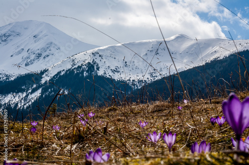 crocuses in the tatra mountains