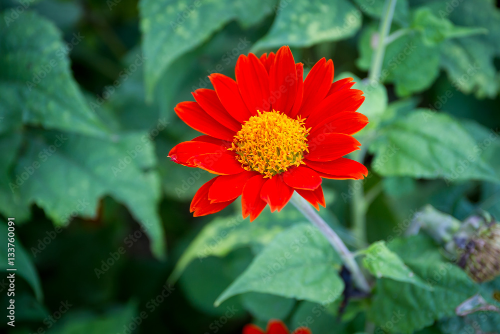 Beautiful red cosmos garden close up. Beautiful red cosmos garden close up.