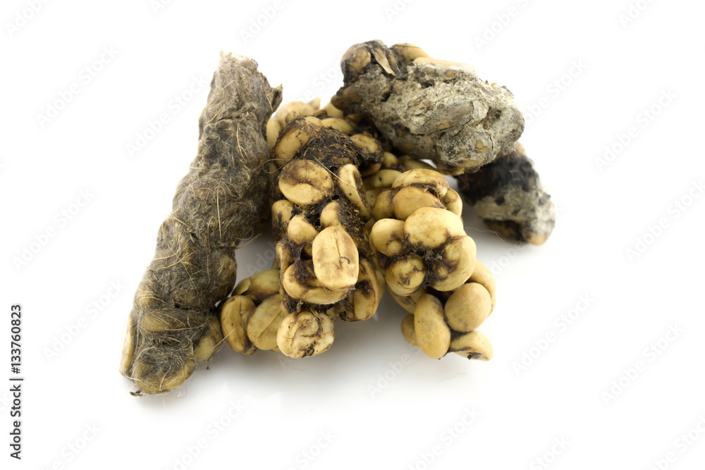 Kopi Luwak or civet coffee isolated on white background Kopi Luwak or civet coffee isolated on white background