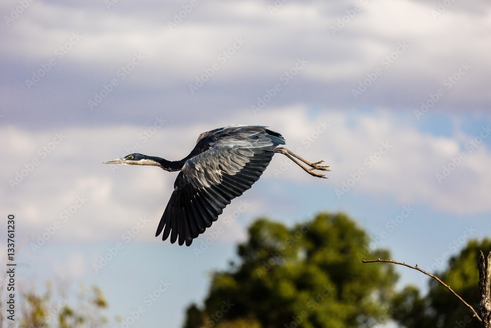 Obraz premium Airone