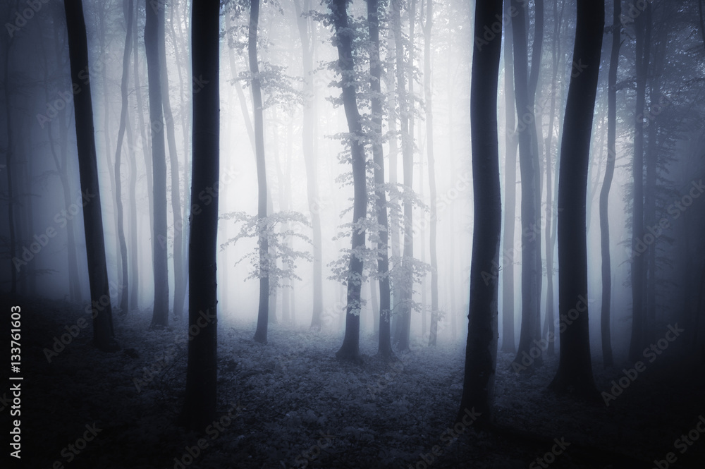 Dark forest in twilight background. Fog between trees in gloomy woods on rainy misty weather