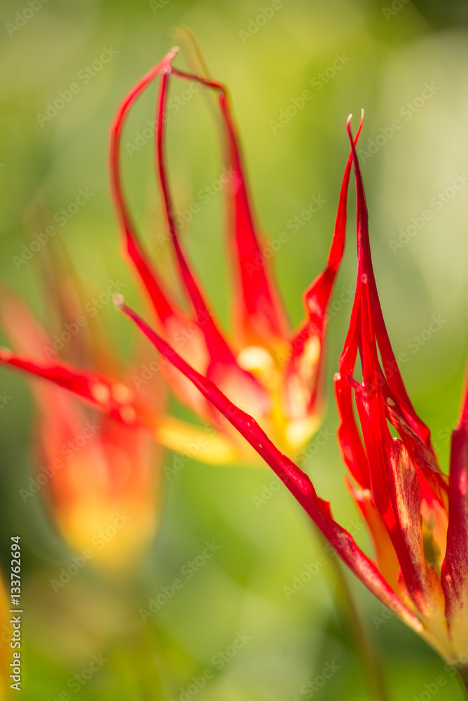 Blumen auf der Insel Mainau