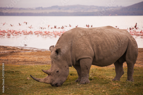 Rhinoceroses in Nakuru National Park
