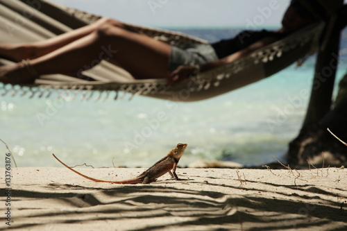 tropical hammock with woman and lizard in maldives