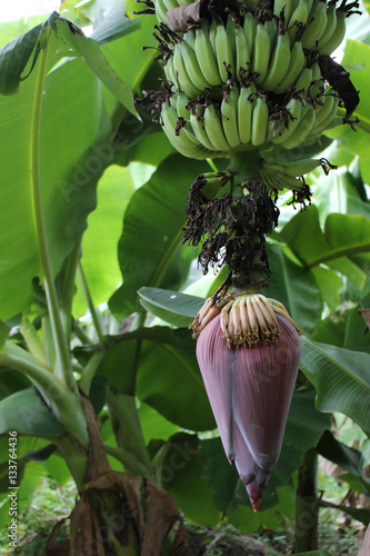 The flower of banana tree