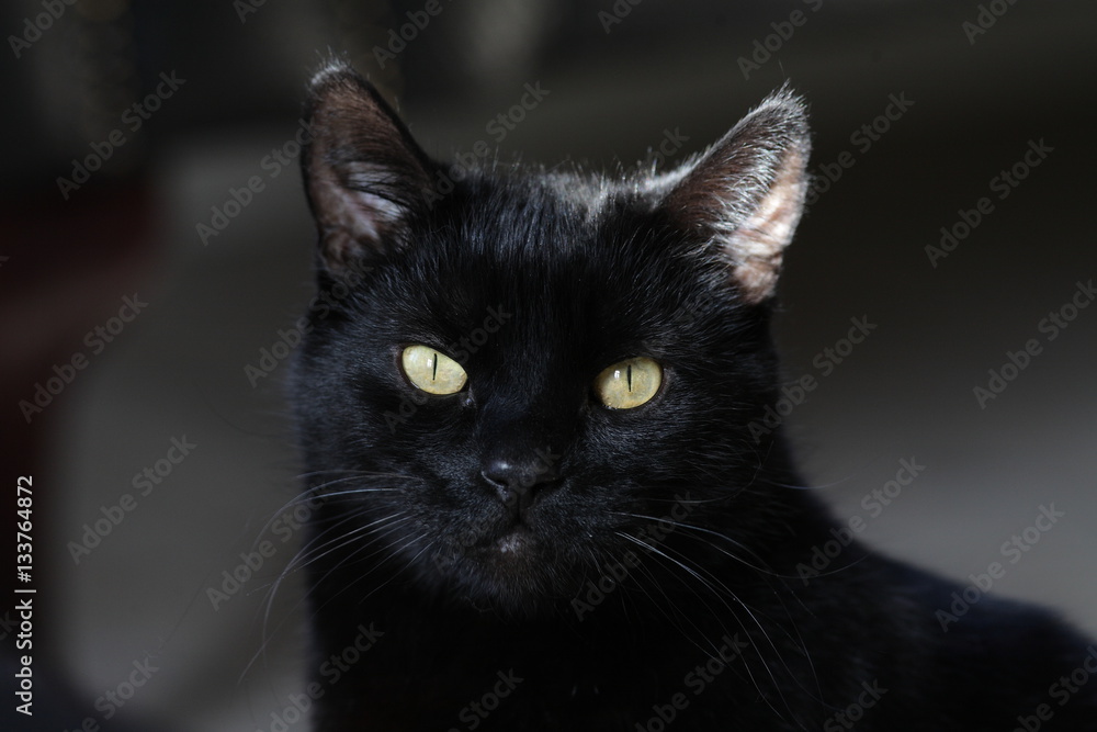 black cat staring and gazing at camera with yellow eyes closeup
