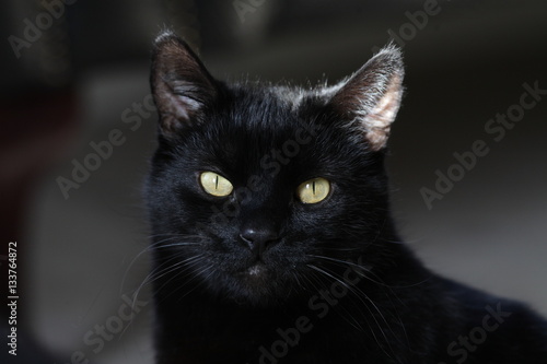 black cat staring and gazing at camera with yellow eyes closeup