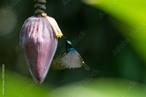 colibrì