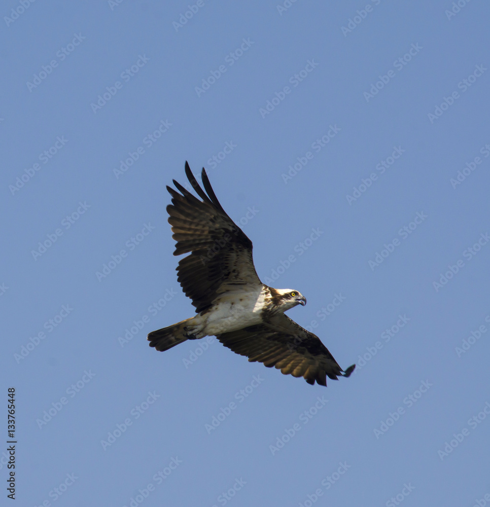 Fototapeta premium This Osprey is flying over his area on the eternal quest for food.