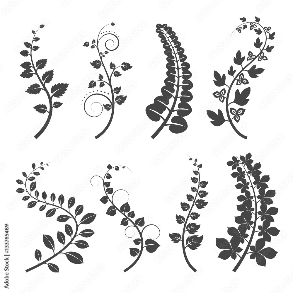Curly branches with leaves silhouettes on white background