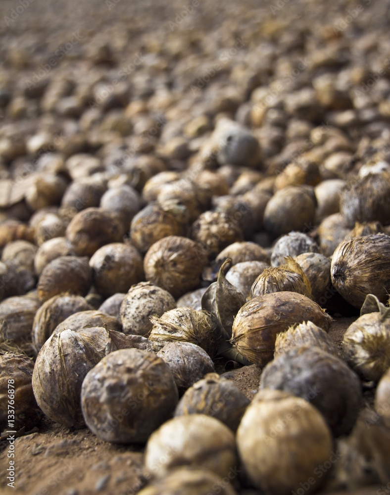Betelnut Betelnut
