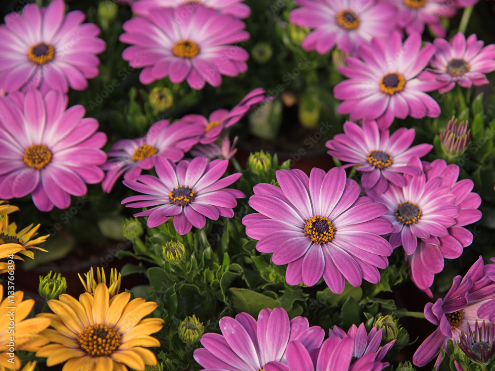 Kapkörbchen, Osteospermum Kapkörbchen, Osteospermum