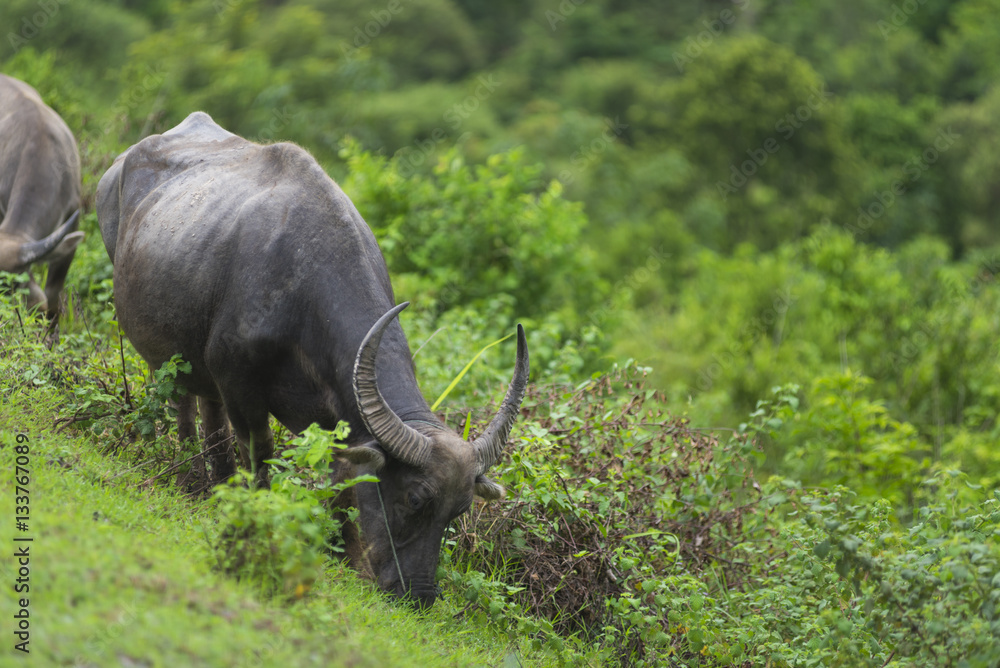 Obraz premium group of buffalo in natural field, Thailand