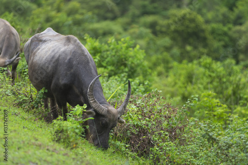 group of buffalo in natural field  Thailand