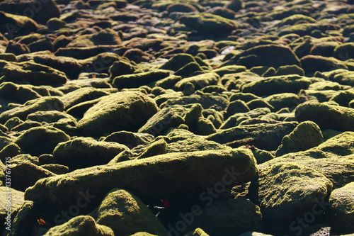 Fototapeta Stones covered with silt at the seashore