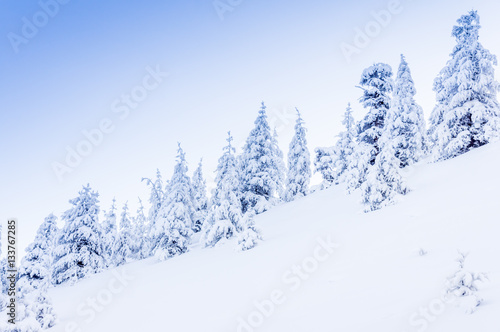 Winter snowy landscape © Lev