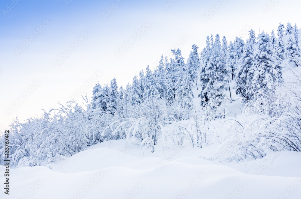 Winter snowy landscape Winter snowy landscape