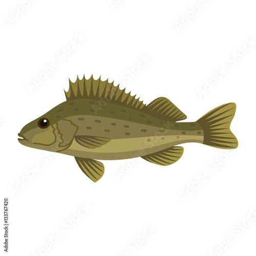 Ruffe pope eurasian fish