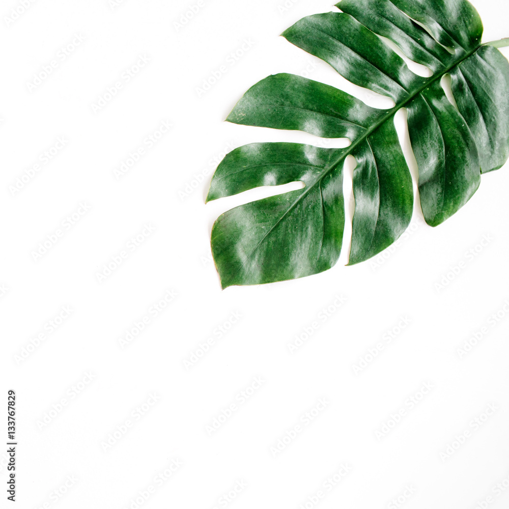 Tropical palm leaf. Flat lay, top view Tropical palm leaf. Flat lay, top view