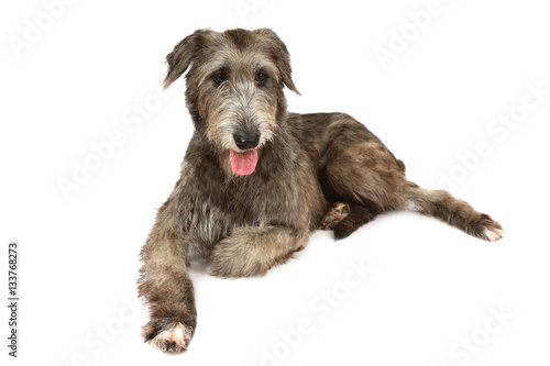 Irish wolfhound dog over white background