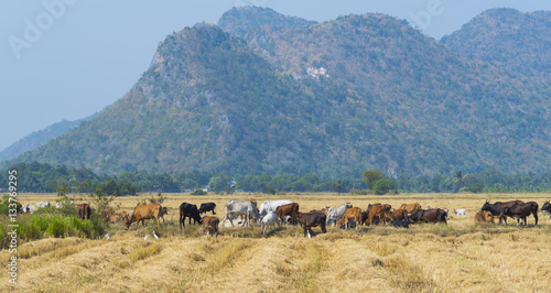 cattle in farm local field ...