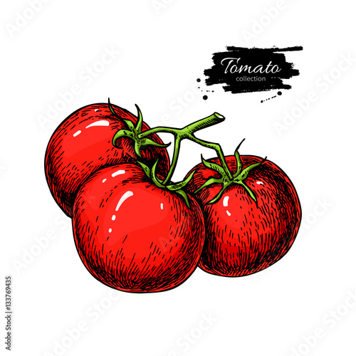 Tomato vector drawing. Isolated tomatoes on branch. Vegetable