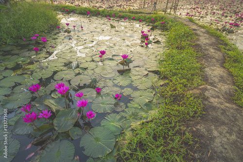 Lotus lake in Nakhonnayok, Thailand photo