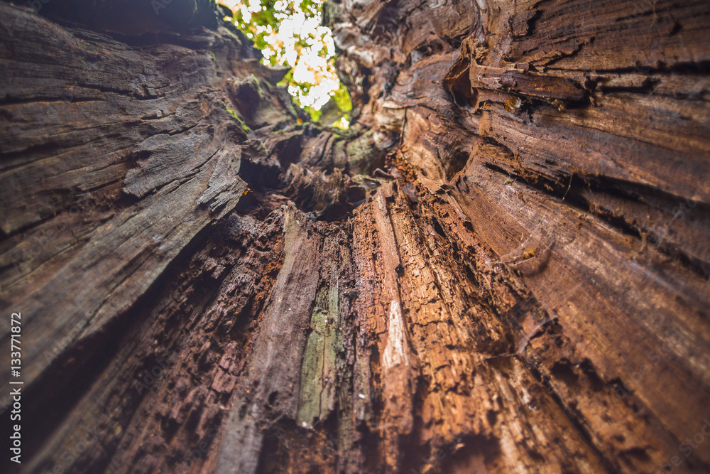 Fototapeta premium Morscher Baumstamm von Innen