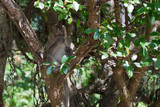 neugieriger Makake sitzt im Baum