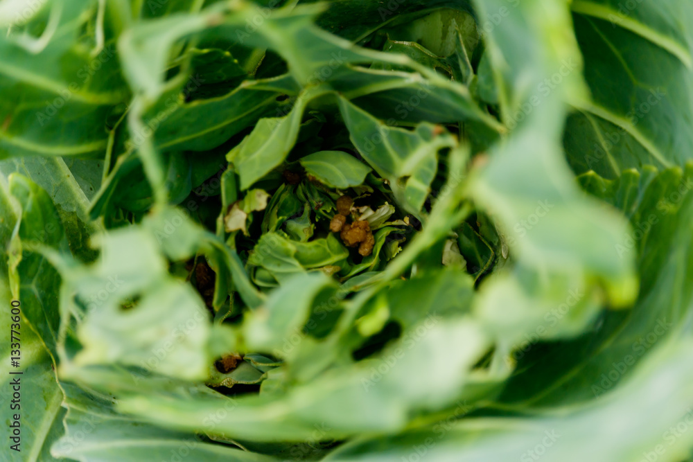 rotten cabbage from insect bite, green yellow cauliflower vegeta rotten cabbage from insect bite, green yellow cauliflower vegeta
