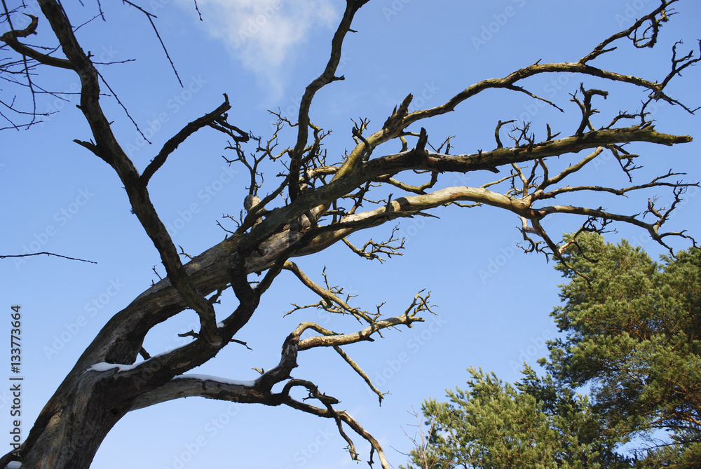 Branches natural dry tree on blue sky background. Branches natural dry tree on blue sky background.